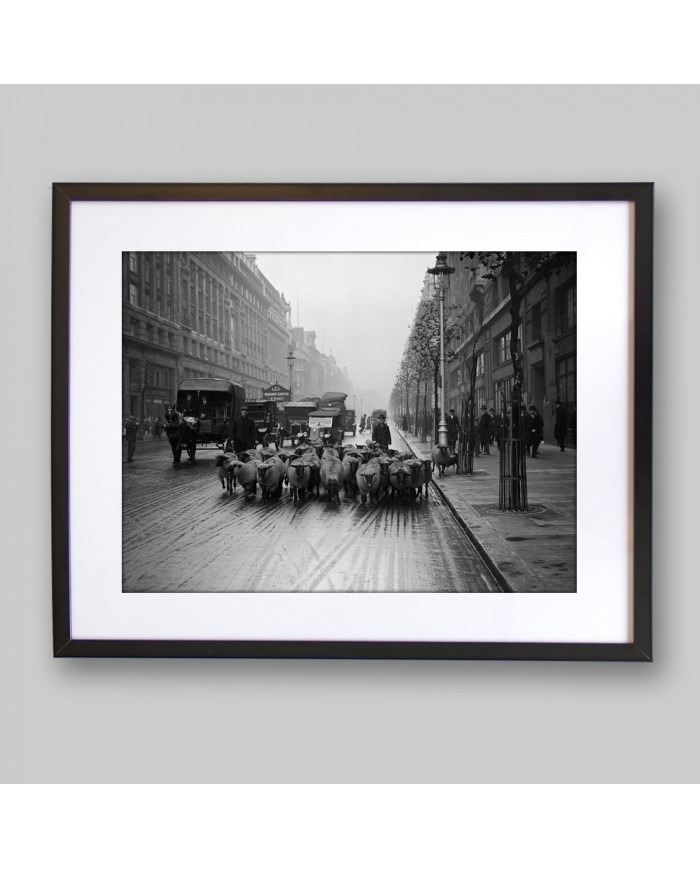 Rebaño de ovejas en Kingsway, Londres, 1926