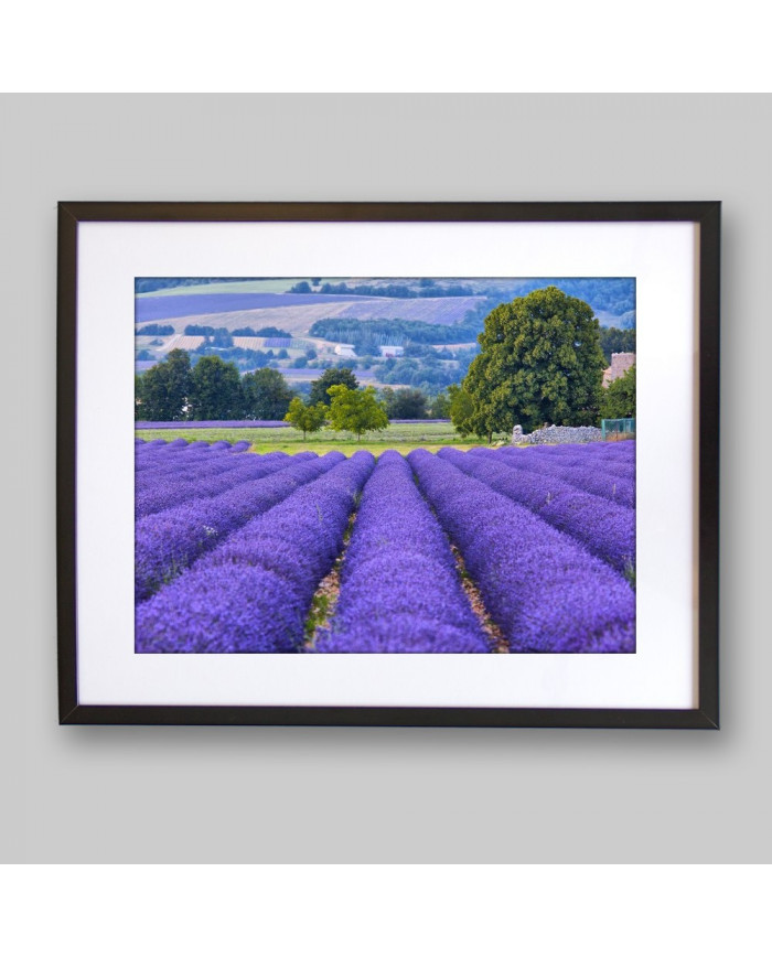 Prados de lavanda, Provenza, Francia