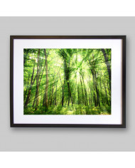 Luz entre árboles, Filipinas