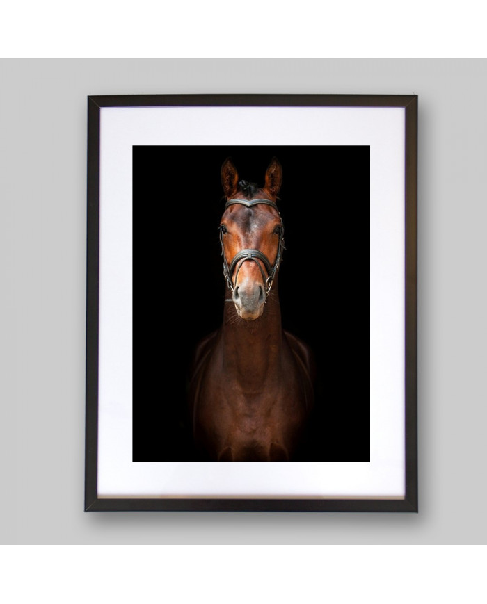 Retrato de un semental andaluz, Sevilla