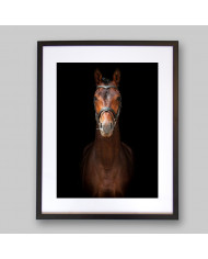 Retrato de un semental andaluz, Sevilla