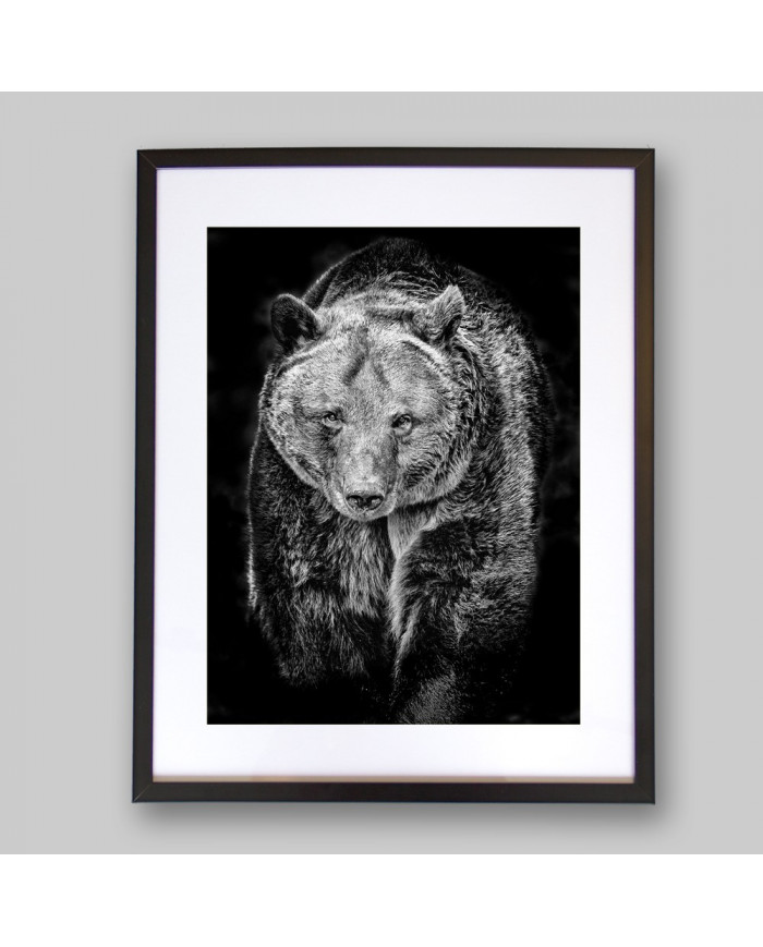 Oso pardo, Alaska, USA