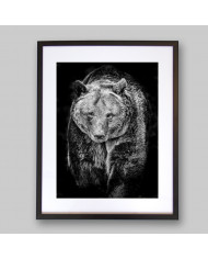 Oso pardo, Alaska, USA