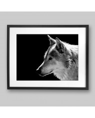 Retrato de un lobo, Parque Nacional Mercantour, Francia