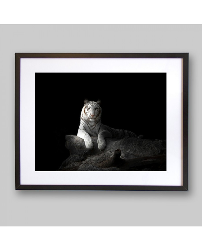 Tigre blanco de Bengala