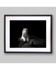 Tigre blanco de Bengala