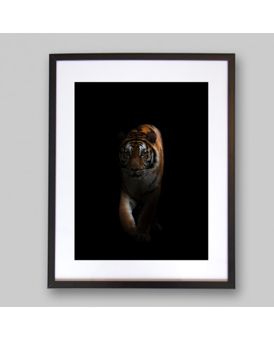Tigre en la oscuridad Tigre en la oscuridad