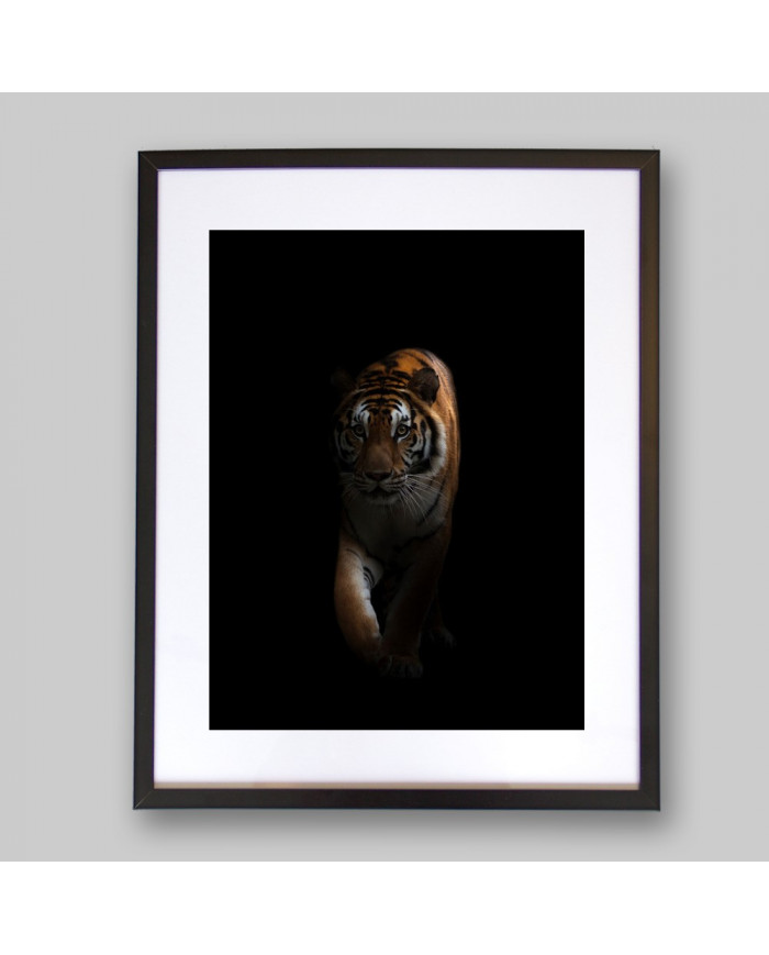 Tigre en la oscuridad