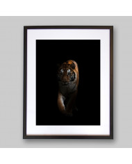 Tigre en la oscuridad