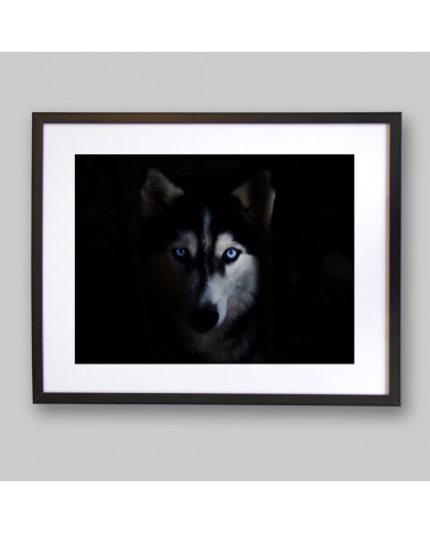 Husky Siberiano Husky Siberiano