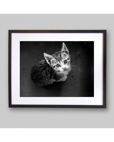 Gatito Gatito