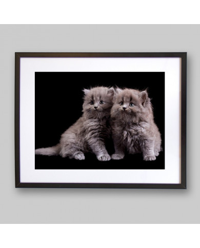 Gatitos Gatitos