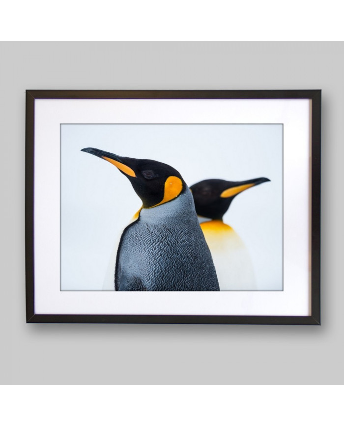 King Penguin Couple in love