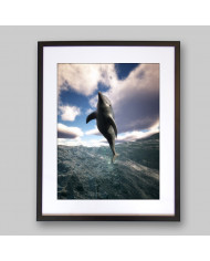 Defín en el mediterráneo