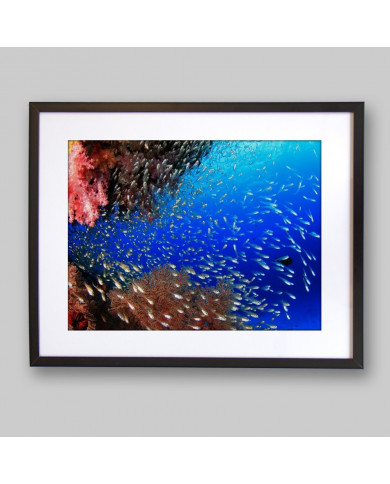 Coral, Caribe Coral, Caribe