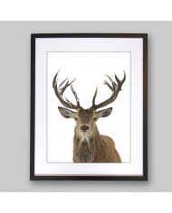 Ciervo rojo en Finlandia