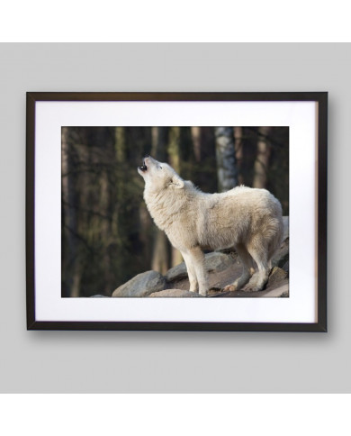 Lobo blanco aullando Lobo blanco aullando