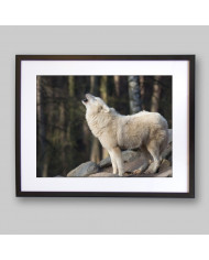 Lobo blanco aullando