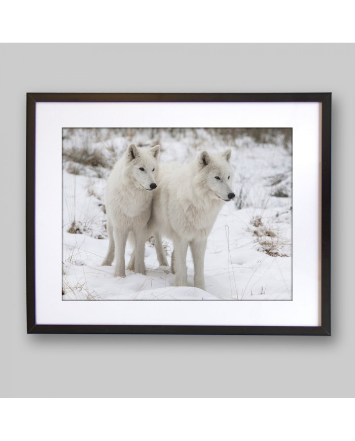 Lobos blancos del Ártico