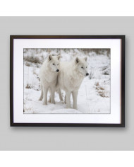 Lobos blancos del Ártico