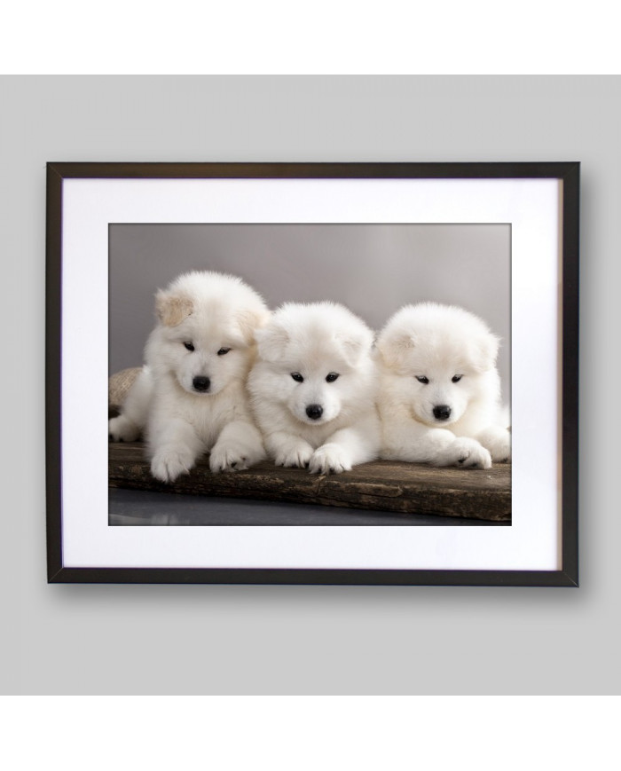 Cachorros samoyedos