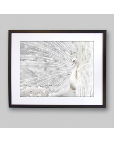 Pavo real blanco Pavo real blanco