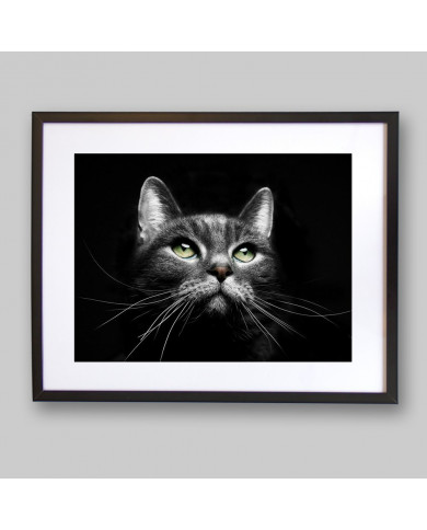 La mirada del gato La mirada del gato