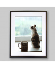 La mirada del gato II