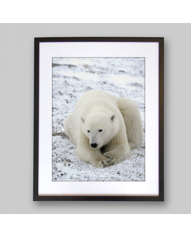 Oso polar Oso polar