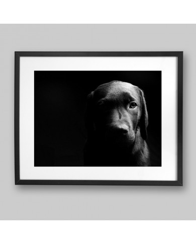 Retrato de un labrador Retrato de un labrador