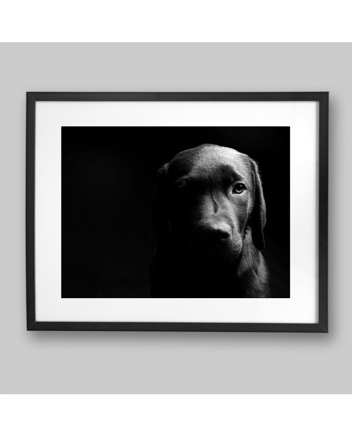 Retrato de un labrador