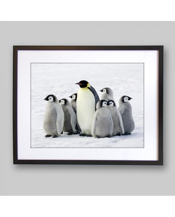 Piguino emperador con sus crías, Antártida