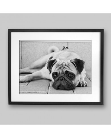 Pug dog Pug dog