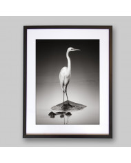 Gran garza blanca sobre un hipopótamo, Parque Nacional Etosha, Namibia