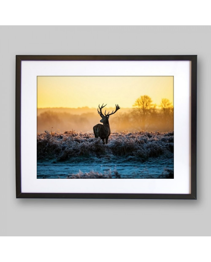 Ciervo rojo, Parque Nacional Thy, Dinamarca