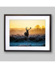 Ciervo rojo, Parque Nacional Thy, Dinamarca