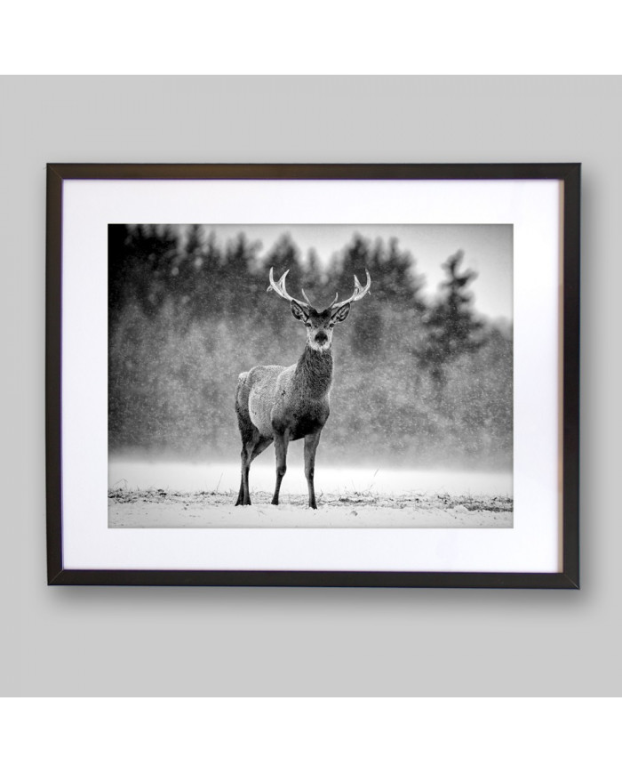 Ciervo Rojo bajo la nieve, Escocia, UK