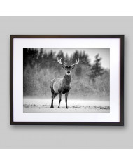 Ciervo Rojo bajo la nieve, Escocia, UK