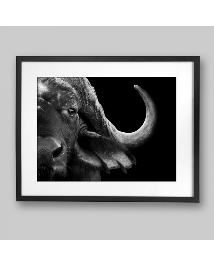 Retrato de un búfalo africano, Parque Nacional del Serengueti, Tanzania