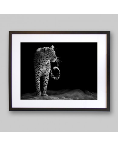 Mirada del leopardo Mirada del leopardo
