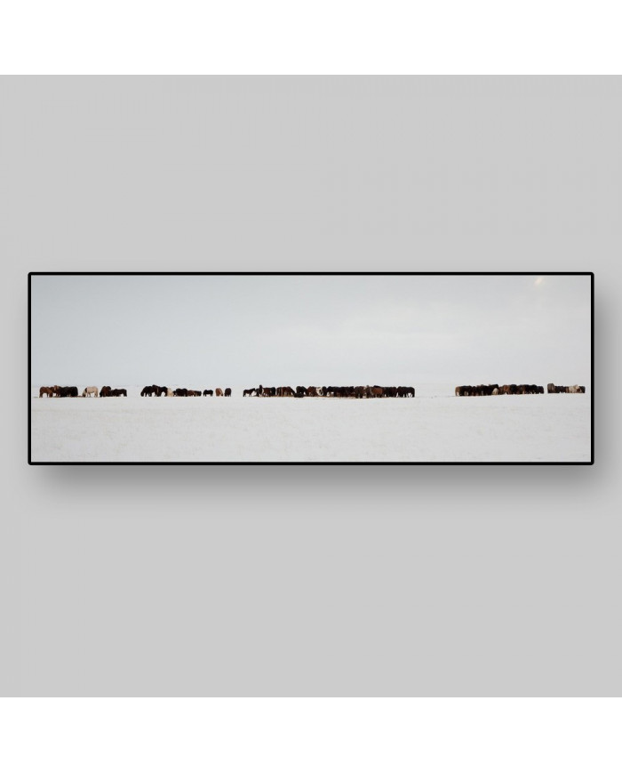 Vista panorámica, caballos, Islandia