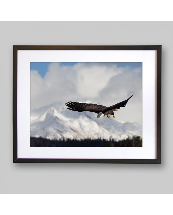 Aguila blanca, Homer Alaska