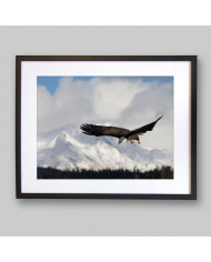 Aguila blanca, Homer Alaska