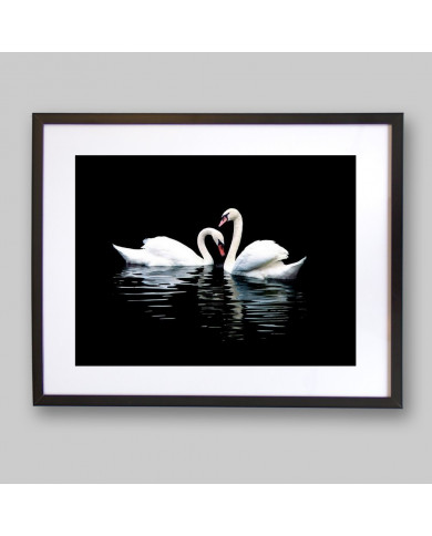Retrato de dos cisnes Retrato de dos cisnes