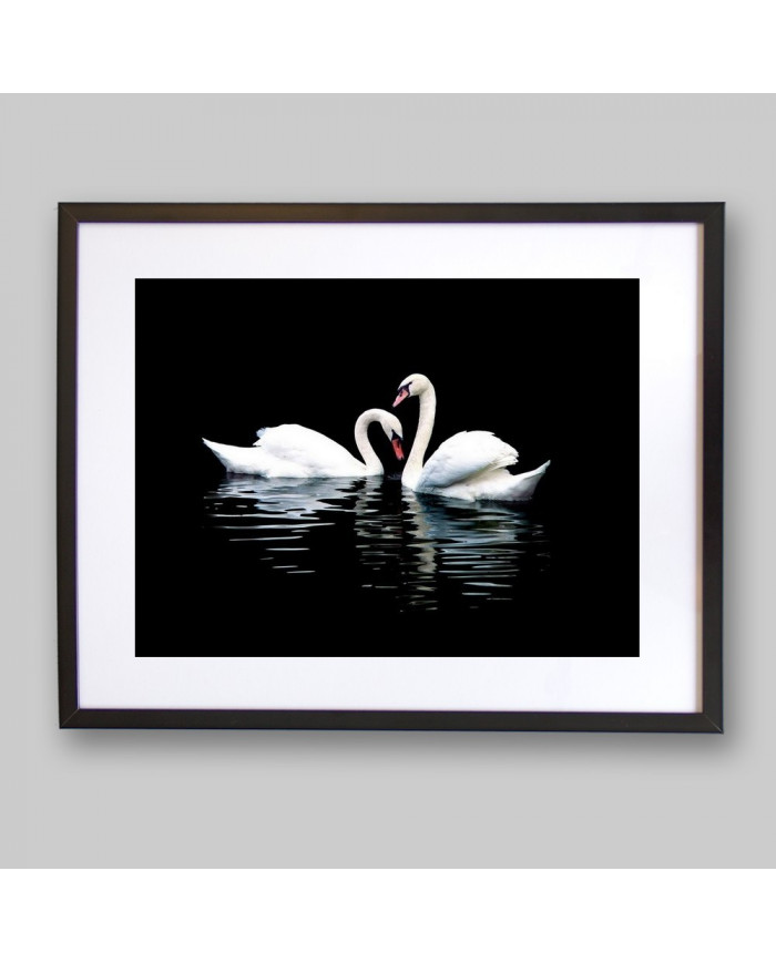 Retrato de dos cisnes