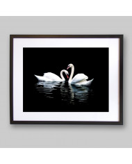 Retrato de dos cisnes