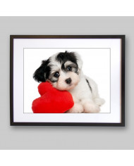 Cachorro de perro havanese