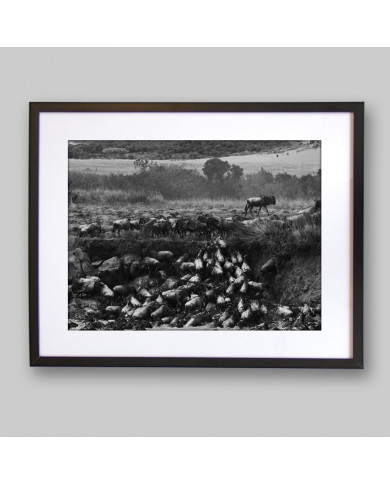 Migración  a través del río Mara, Kenia Migración  a través del río Mara, Kenia