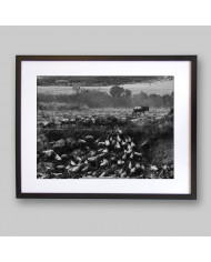 Migración  a través del río Mara, Kenia