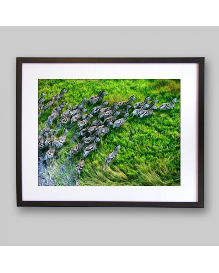 Grupo de zebras atravesando el  Parque Nacional de Nxai Pan, Botsuana